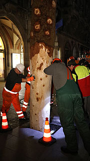 Um 6 Uhr begann man mit der Aufstellung des Christbaums aus Farchant auf dem Marienplatz (&copy;Foto:  Martin Schmitz)